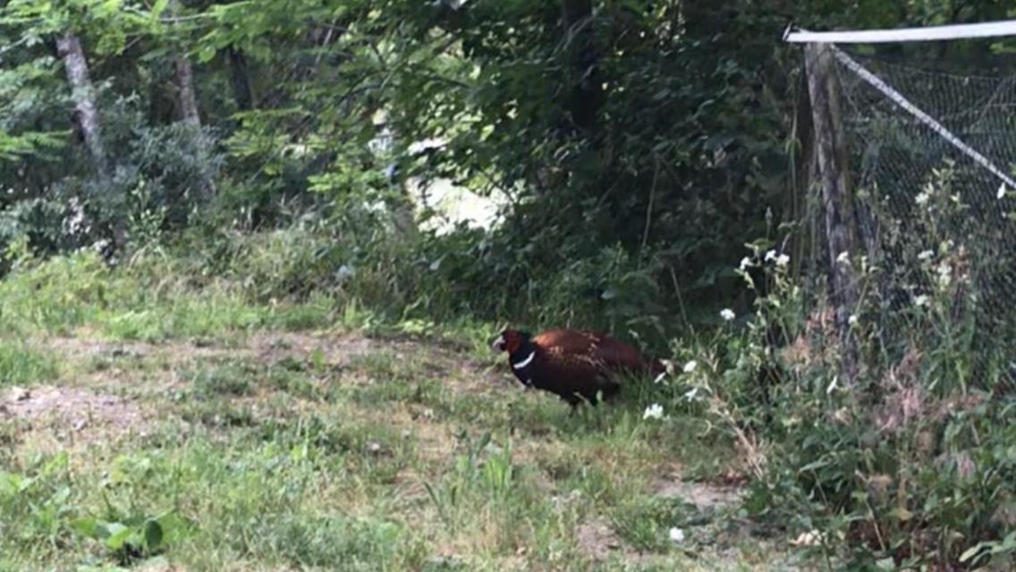 Bus Atypique Au Bord Du Canal Du Midi Et Au Coeur D'Une Foret 2 Chambres Villepinte  Zewnętrze zdjęcie