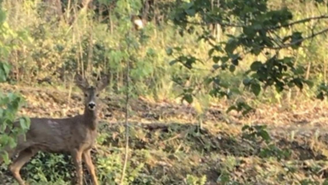 Bus Atypique Au Bord Du Canal Du Midi Et Au Coeur D'Une Foret 2 Chambres Villepinte  Zewnętrze zdjęcie