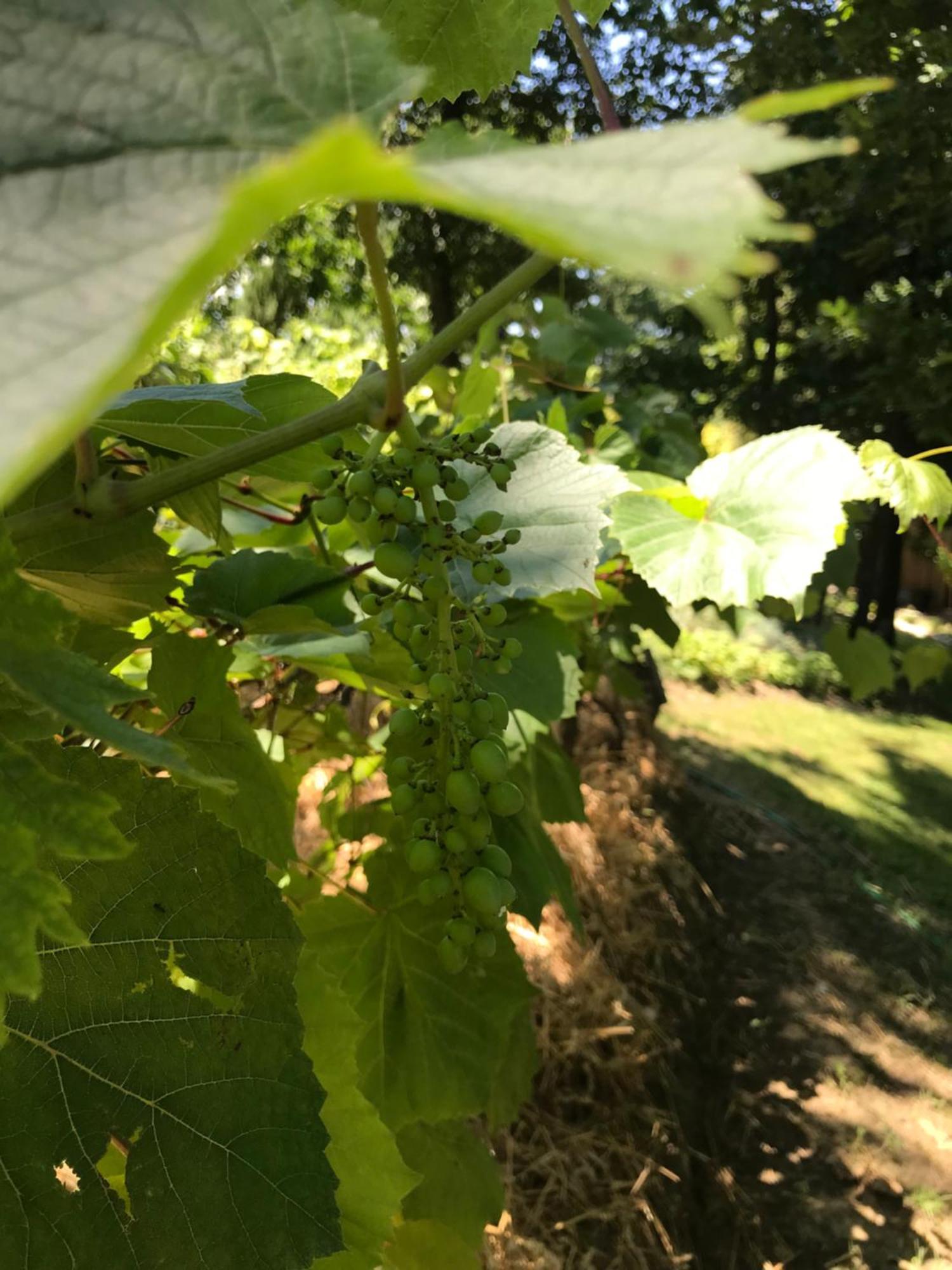Bus Atypique Au Bord Du Canal Du Midi Et Au Coeur D'Une Foret 2 Chambres Villepinte  Zewnętrze zdjęcie