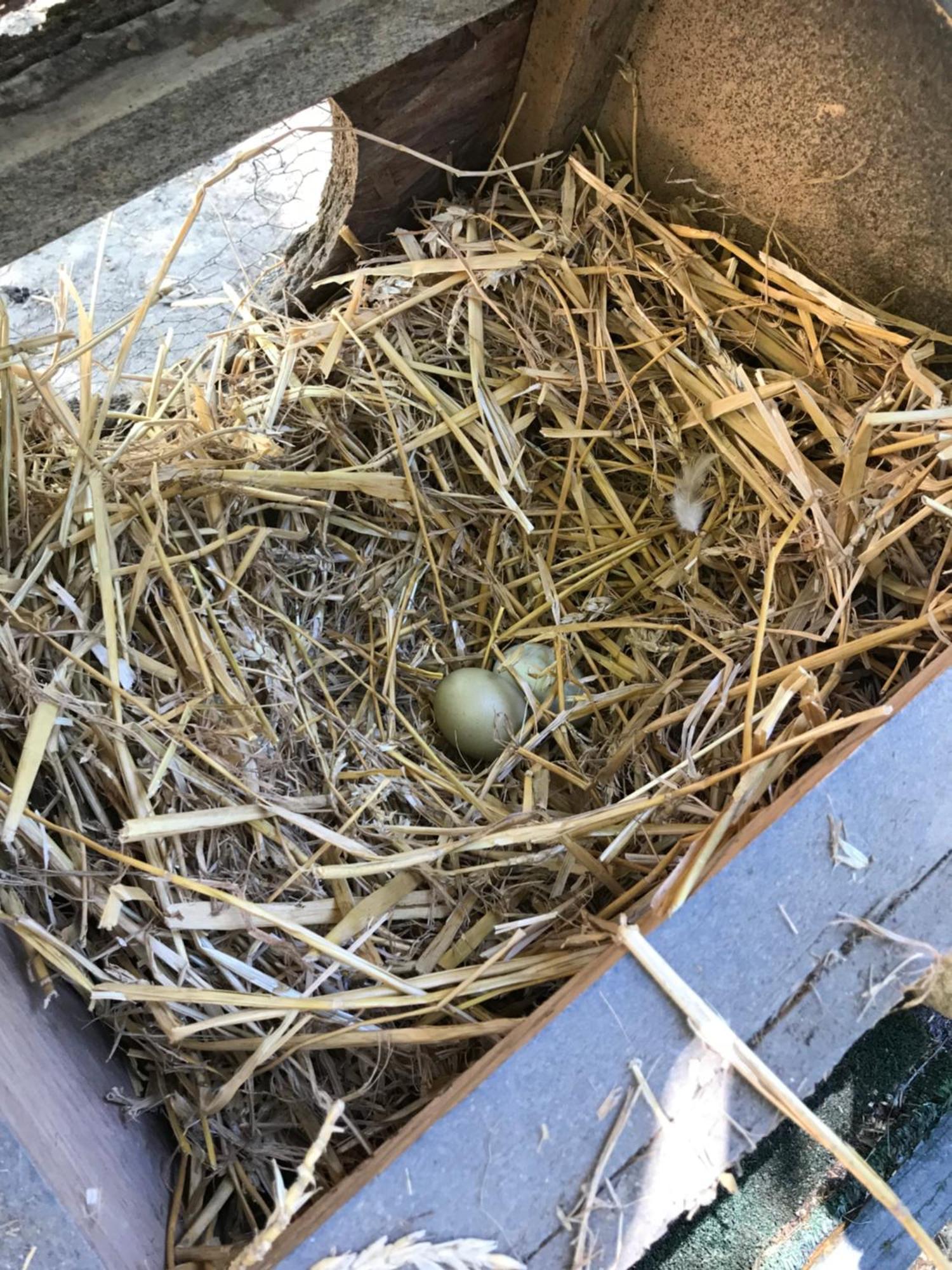 Bus Atypique Au Bord Du Canal Du Midi Et Au Coeur D'Une Foret 2 Chambres Villepinte  Zewnętrze zdjęcie